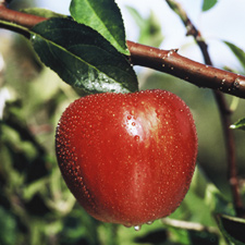 NZ Appels